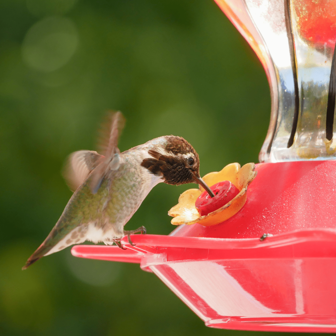 The Best Hummingbird Feeders with Bee Guards! - The Off Grid Barefoot Girl