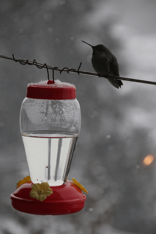 The Best Hummingbird Feeders with Bee Guards! - The Off Grid Barefoot Girl